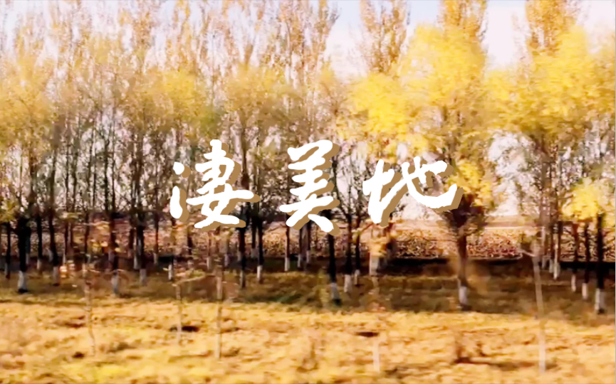 凄美地 秋日公路风景哔哩哔哩bilibili