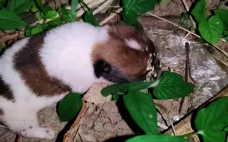 蛆虫犬 搜索结果 哔哩哔哩 Bilibili
