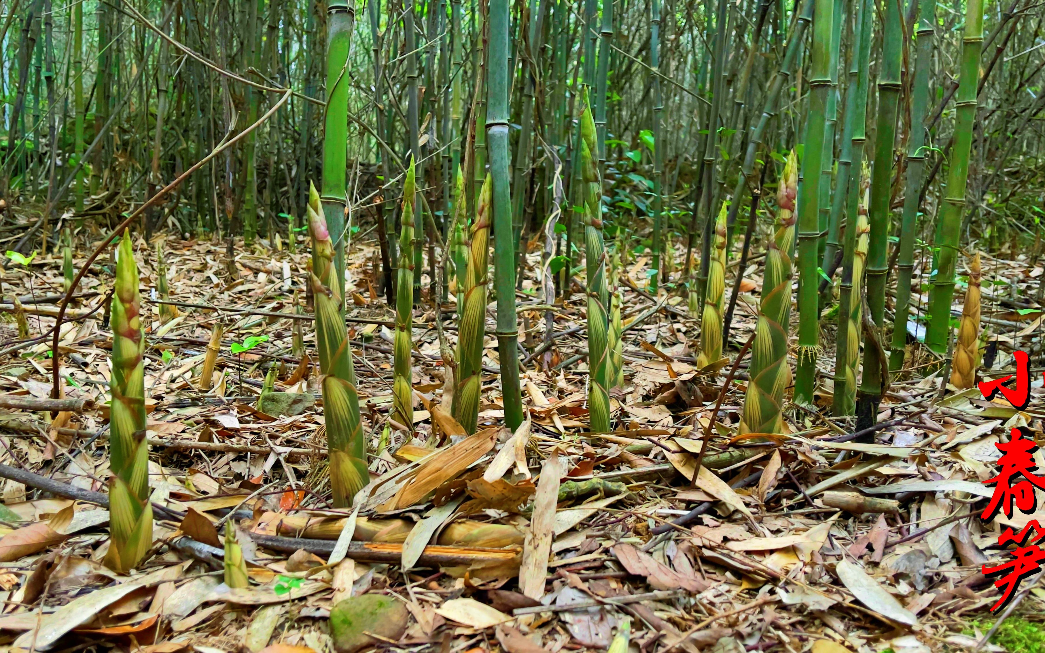 山上小野笋疯长,满山遍野的小竹笋,30分钟拔满两大袋,真过瘾
