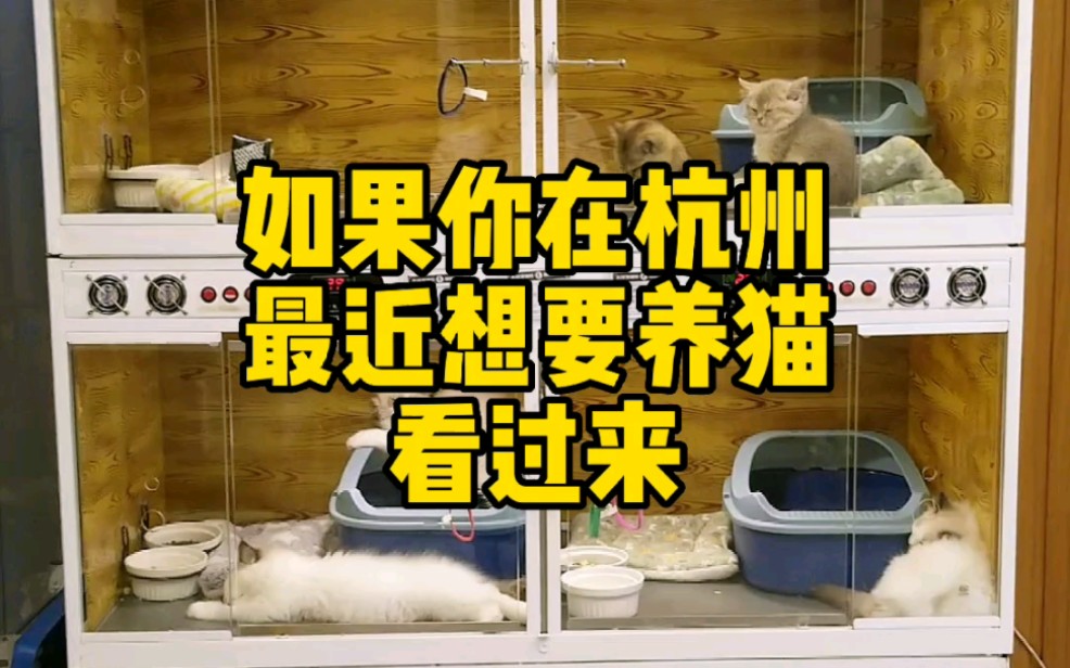 在杭州想养猫靠谱宠物店推荐哔哩哔哩bilibili