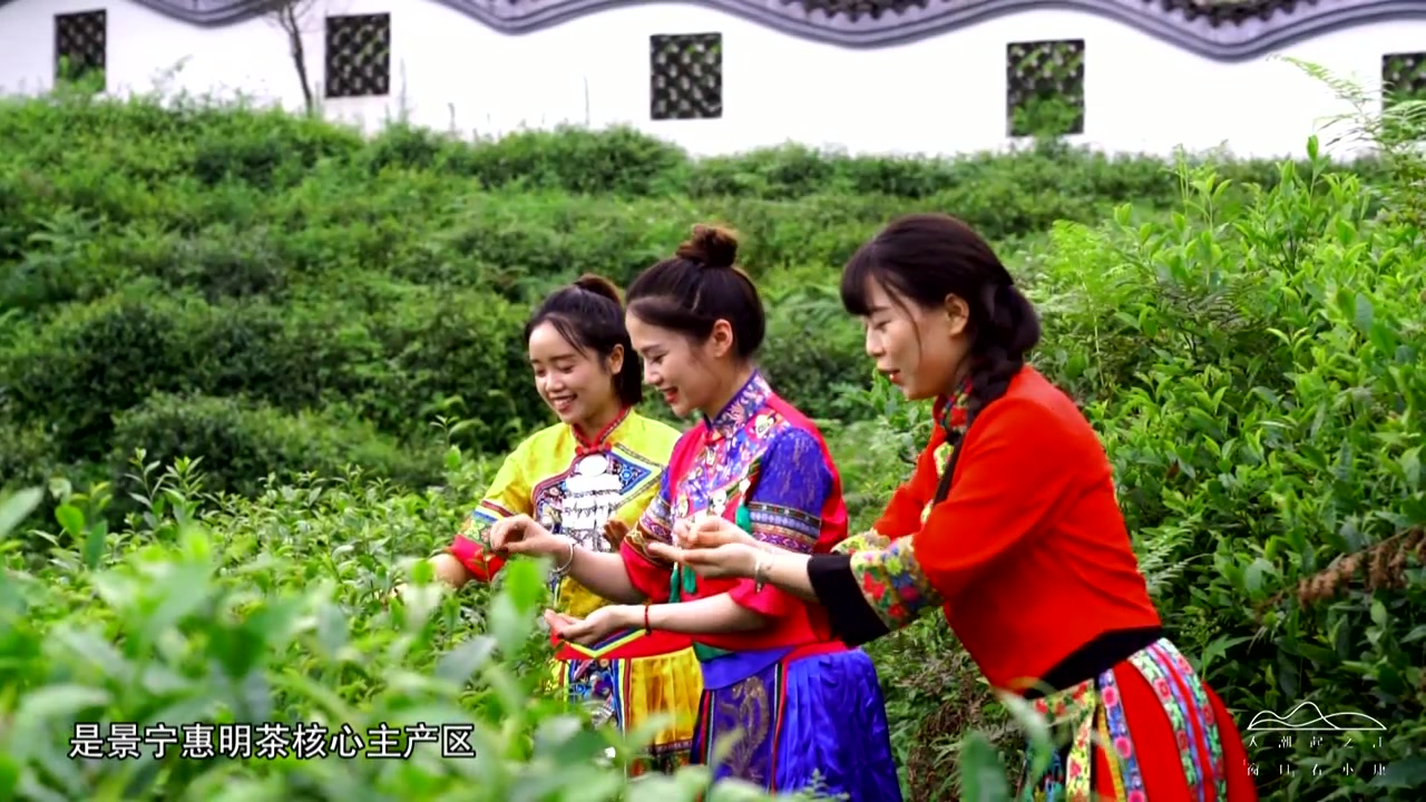 [图]“窗口”看小康丨畲家茶香飘千里 聆听景宁茶农的小康故事