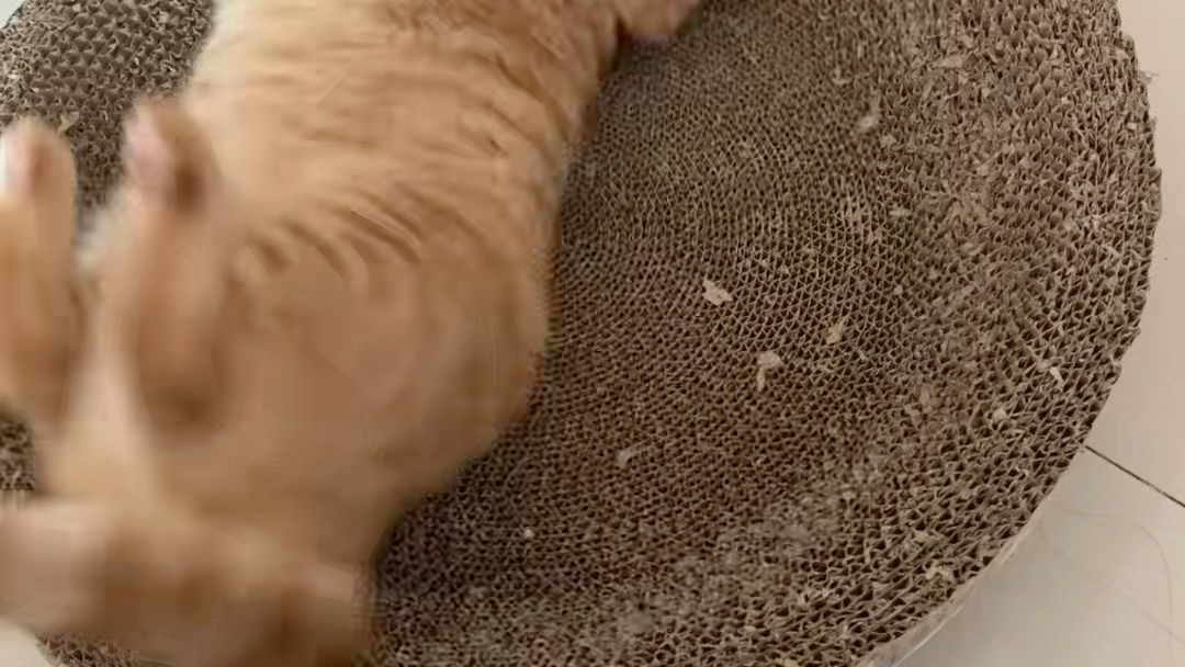 我的猫猫成精了