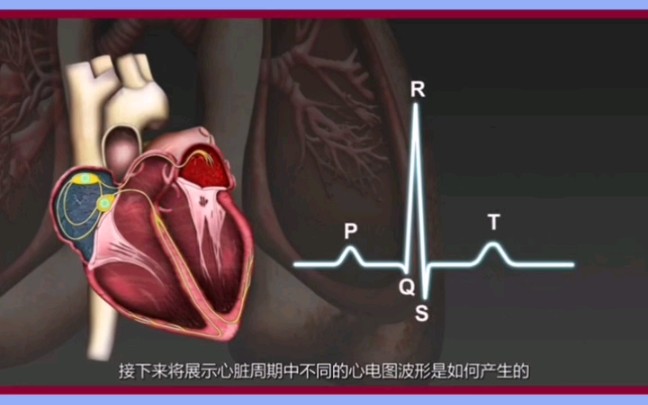 医学科普:3D动画演示心脏每一心动周期所产生的电活动变化图形——心电图哔哩哔哩bilibili