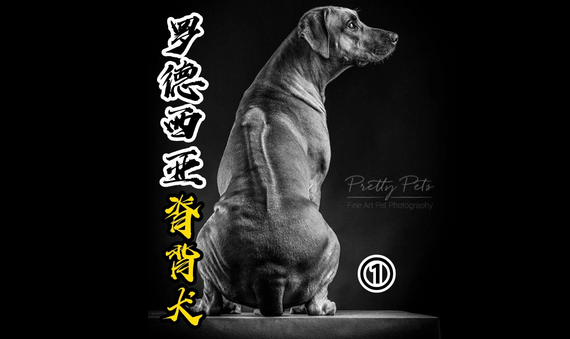 罗德西亚脊背犬起源第一集 史前非洲走出的猎狮犬哔哩哔哩bilibili