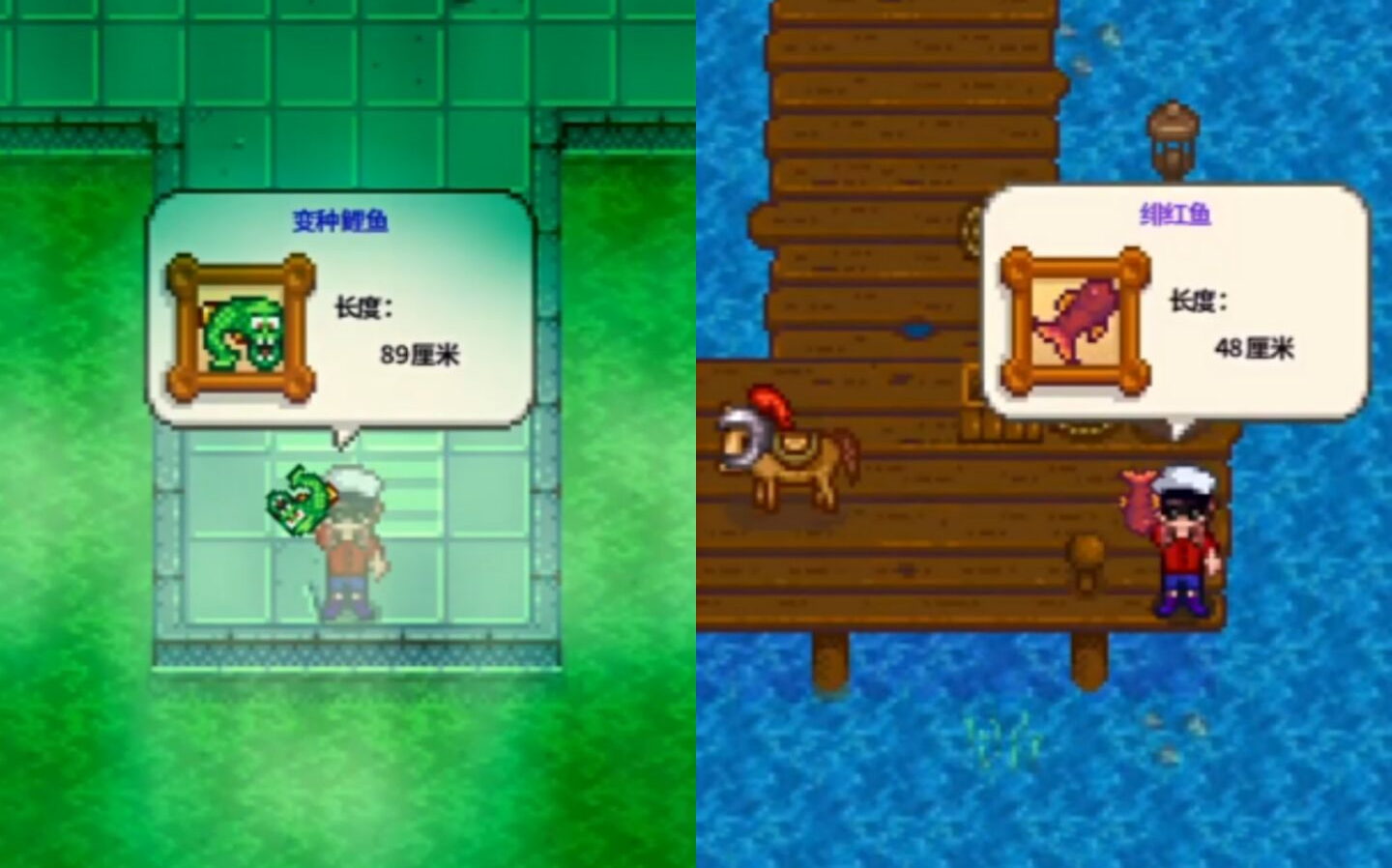 浅钓一下变异鲤鱼 绯红鱼