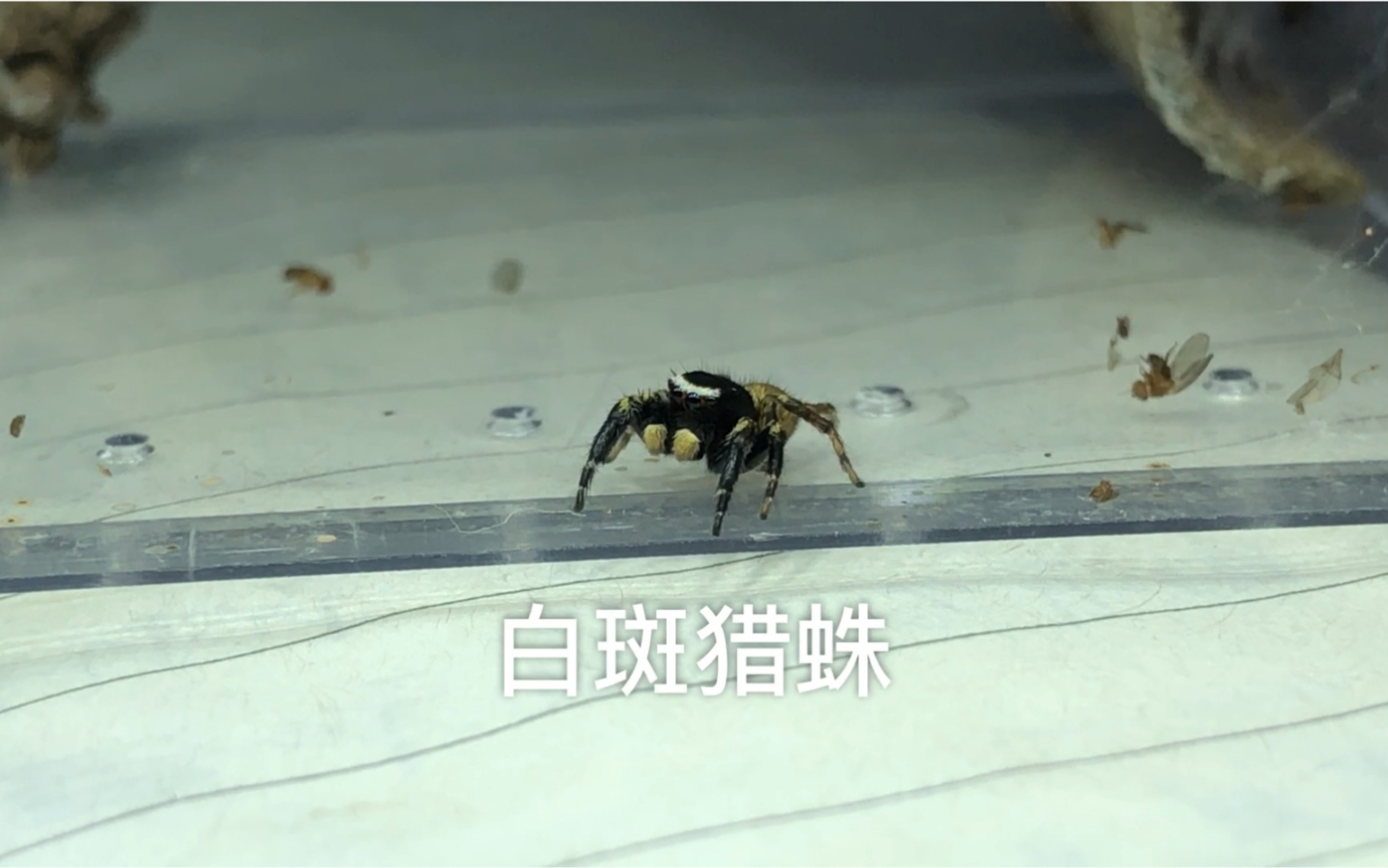 白斑猎蛛 帅气的一字白眉!_哔哩哔哩_bilibili