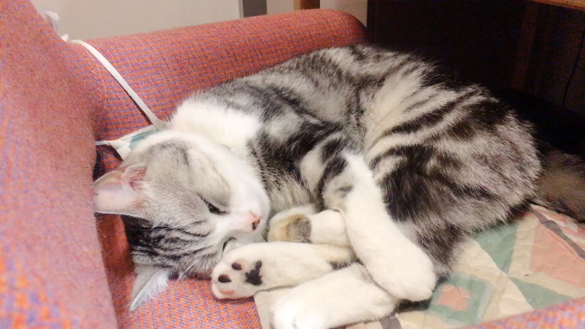 昏睡的日常,睡着了就六亲不认.