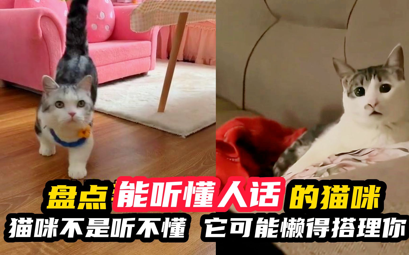 [图]盘点能听懂人话的猫咪，原来它们不是听不懂，它们只是懒得回应