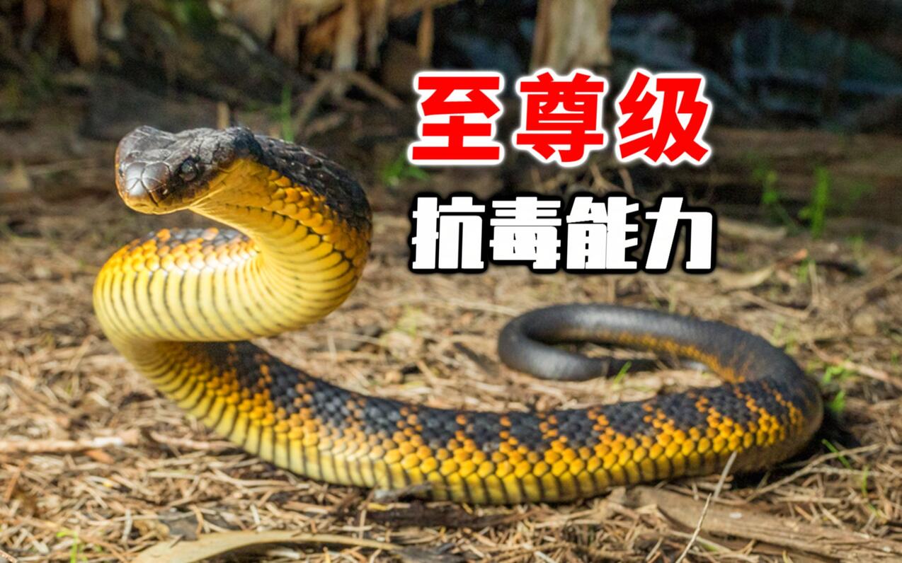 拳打眼镜王蛇!脚踢平头哥!澳大利亚的虎蛇抗毒能力有多恐怖? - 哔哩哔哩