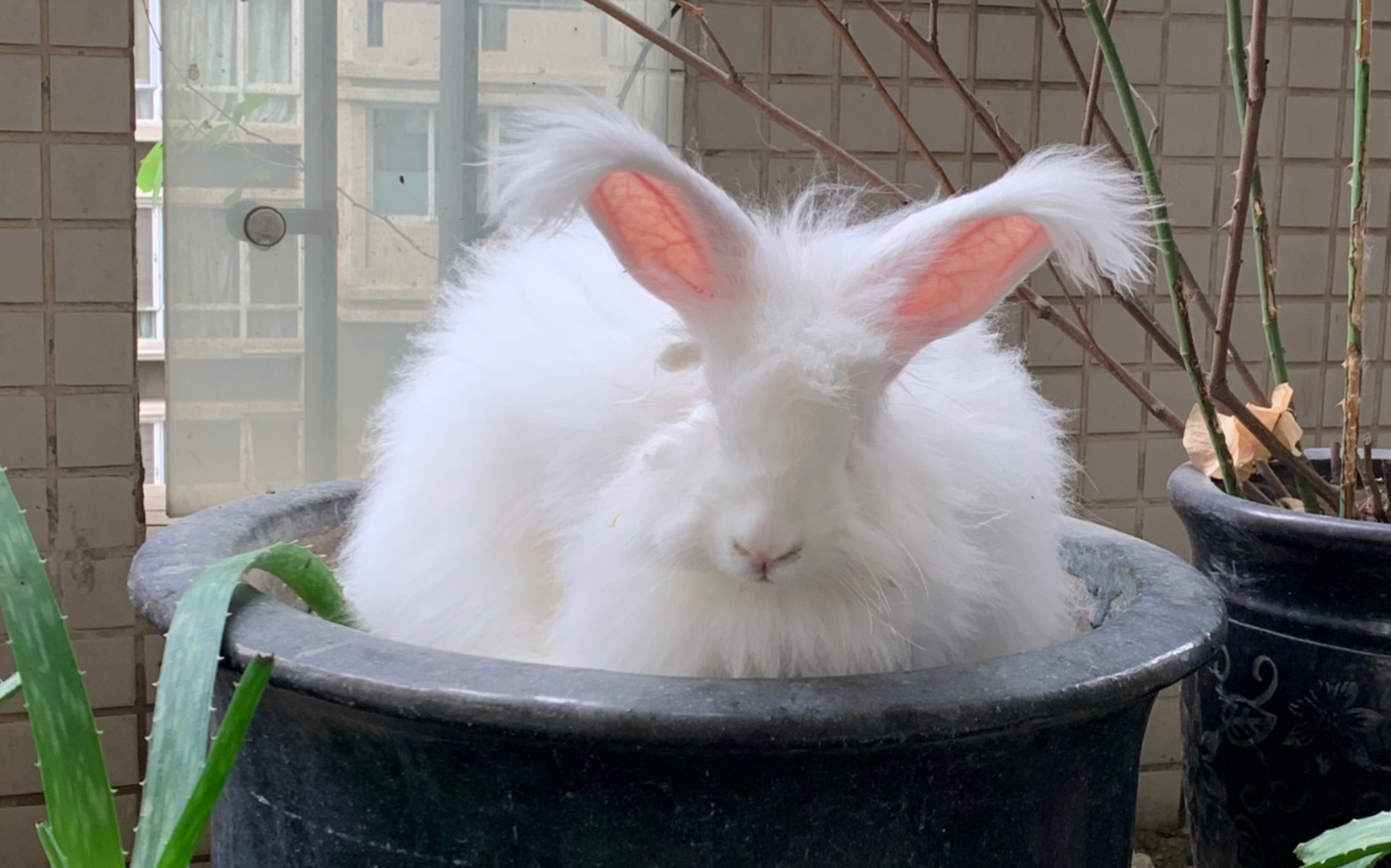 【安哥拉巨兔】剪毛洗澡成秃兔全过程