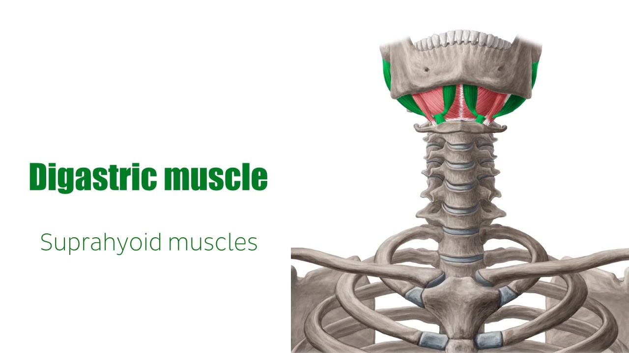舌骨上肌群-二腹肌-digastric muscle英文 中字翻译