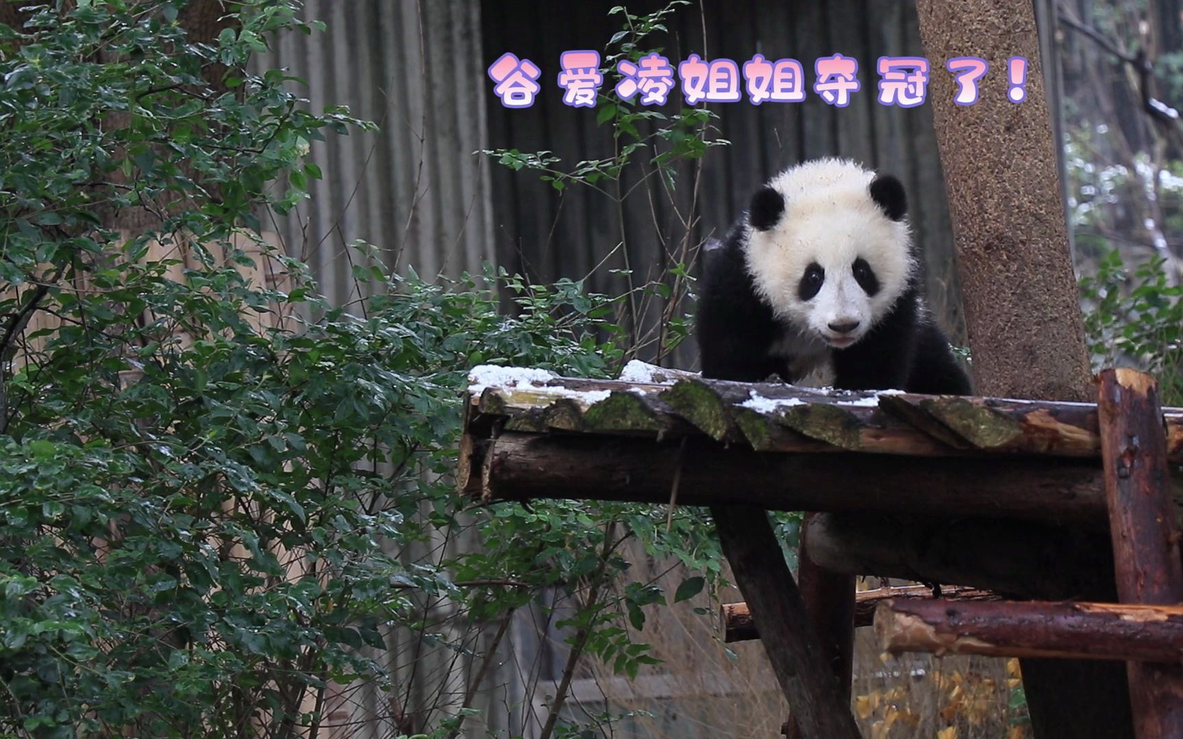 “总有一天,全城的熊猫,都要高看我!”哔哩哔哩bilibili