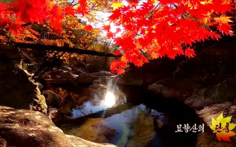 【朝鲜旅游】妙香山的红枫哔哩哔哩bilibili