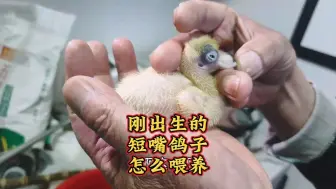 刚出生的短嘴鸽子怎么喂养？