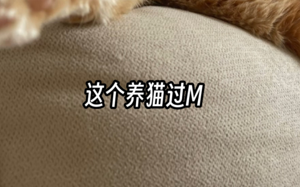 养猫过敏咋办?分享一下我的经验~哔哩哔哩bilibili