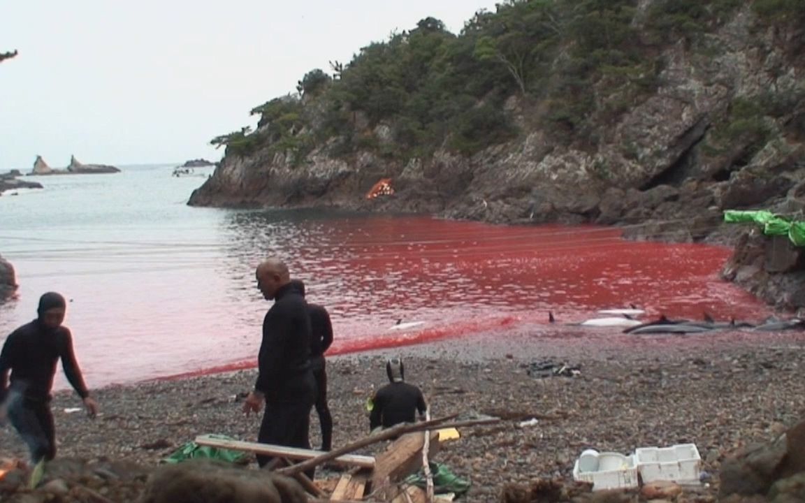 [图]【宇哥】 真实事件拍摄，震惊全人类的大屠杀，现在仍在进行……《海豚湾》