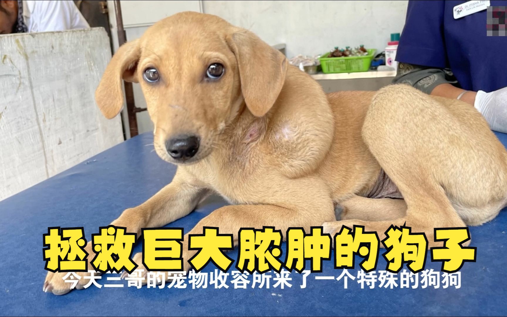 救助背部巨大脓肿的狗子,挤出的液体有一升!