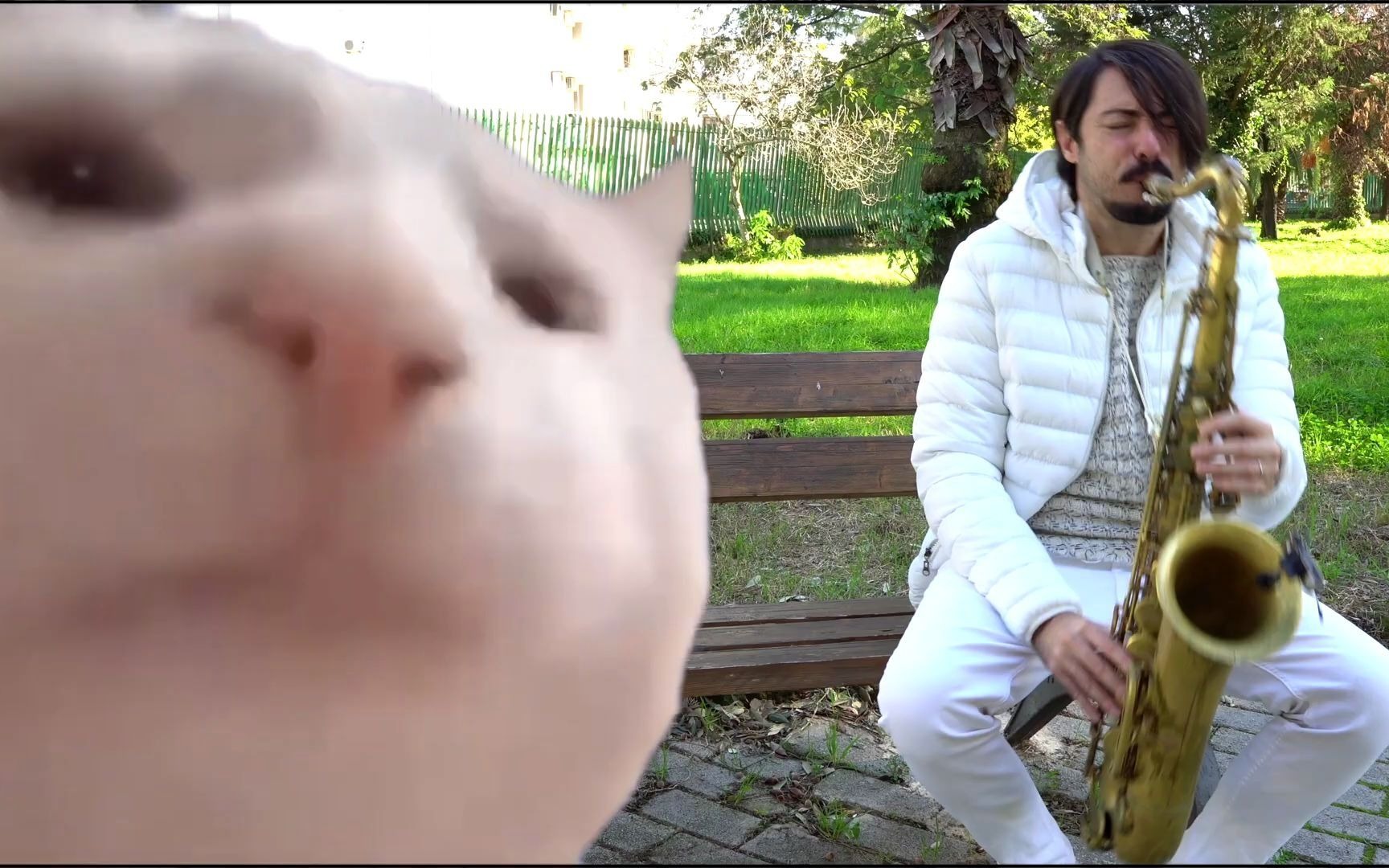 萨克斯甩葱歌catvibingtoievanpolkkaonsax