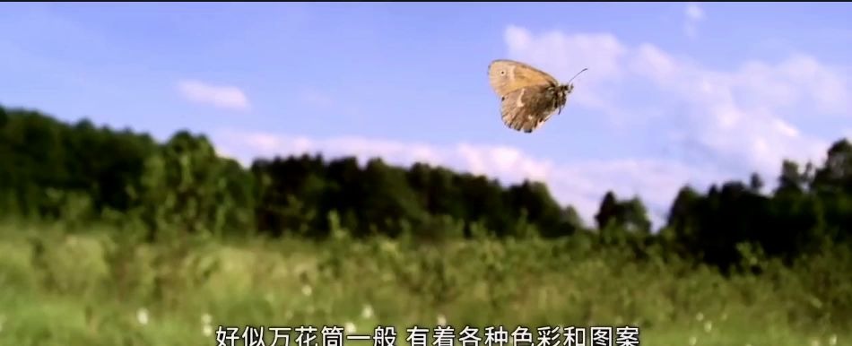 [图]必看 真实的蝴蝶破茧重生过程 自由飞翔的蝴蝶真美啊