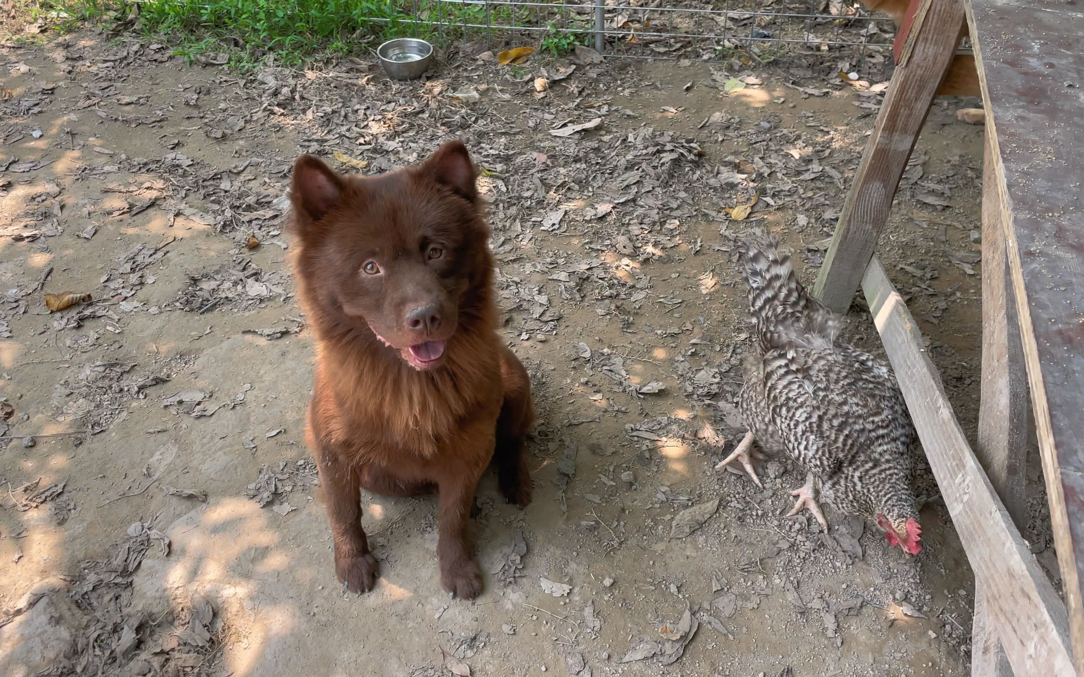 中华棕熊犬图片