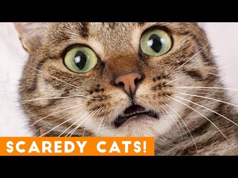 [图]Funniest Scaredy Cat Compilation 2018 | Funny Pet Videos!