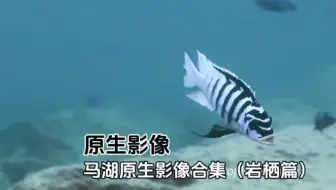 #原生影像 高清马湖原生影像合集（岩栖类）建议全屏观看