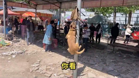 市场上一万多的马犬长什么样?你见过吗?哔哩哔哩bilibili