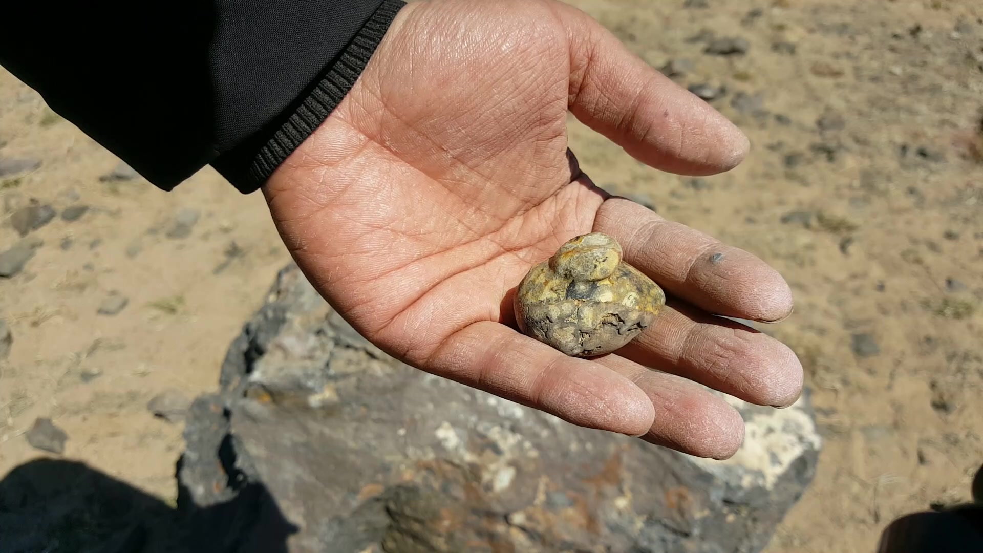 寻石之路 荒野求生 探险 寻宝 戈壁玛瑙 化石 恐龙 钱币石 眼石 穷游