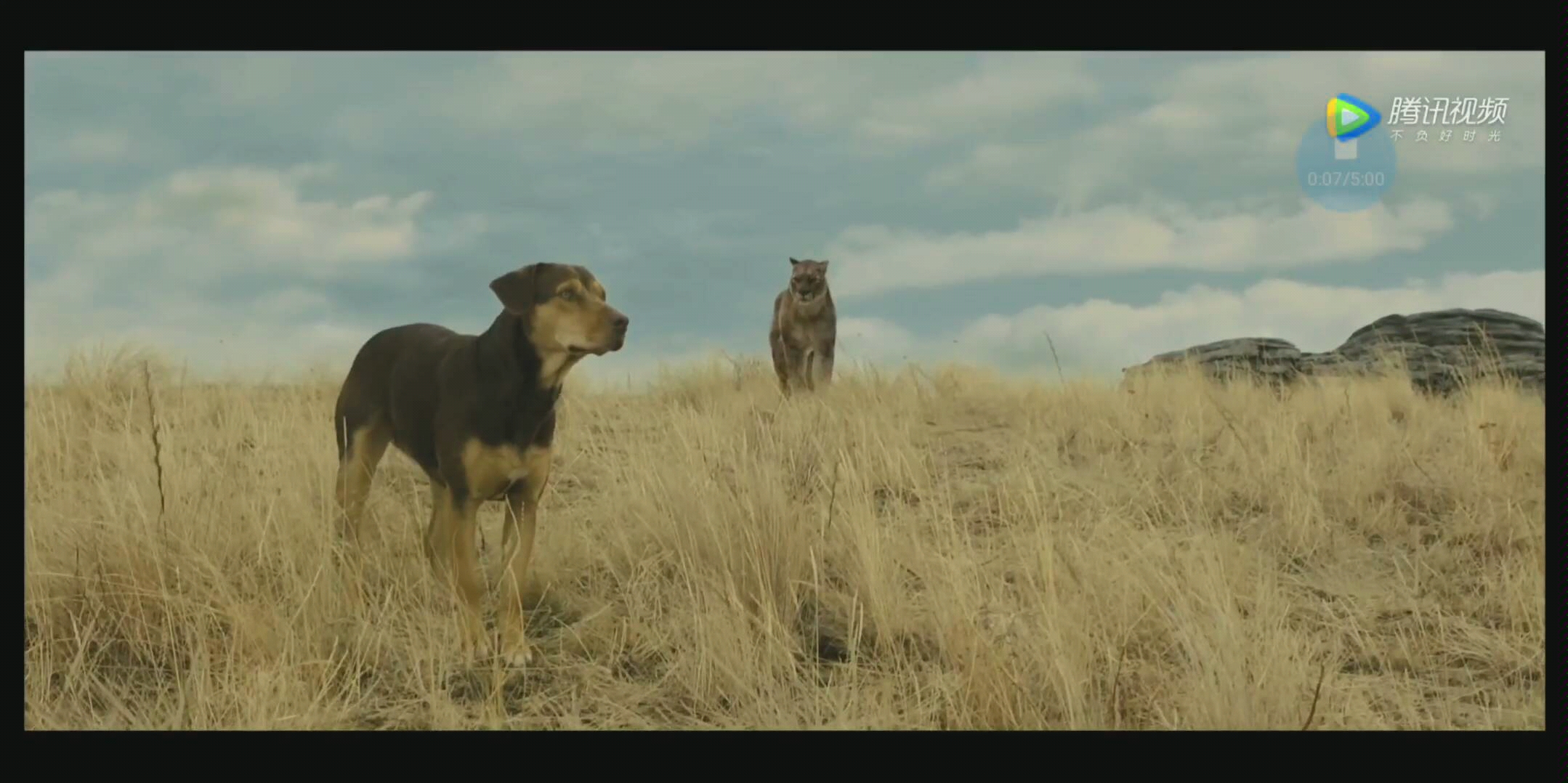 电影《一条狗的回家路》好感动,动物的感情远远超出我们的想象,推荐给