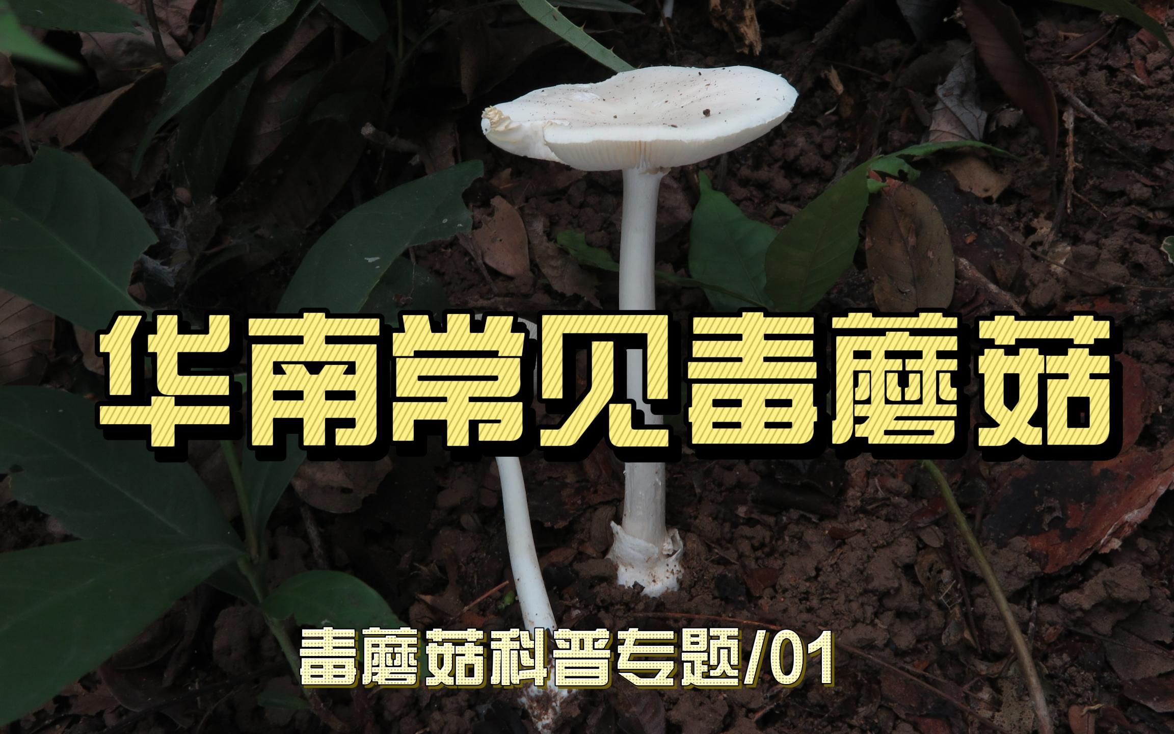 [图]毒蘑菇科普专题 01| 华南常见毒蘑菇