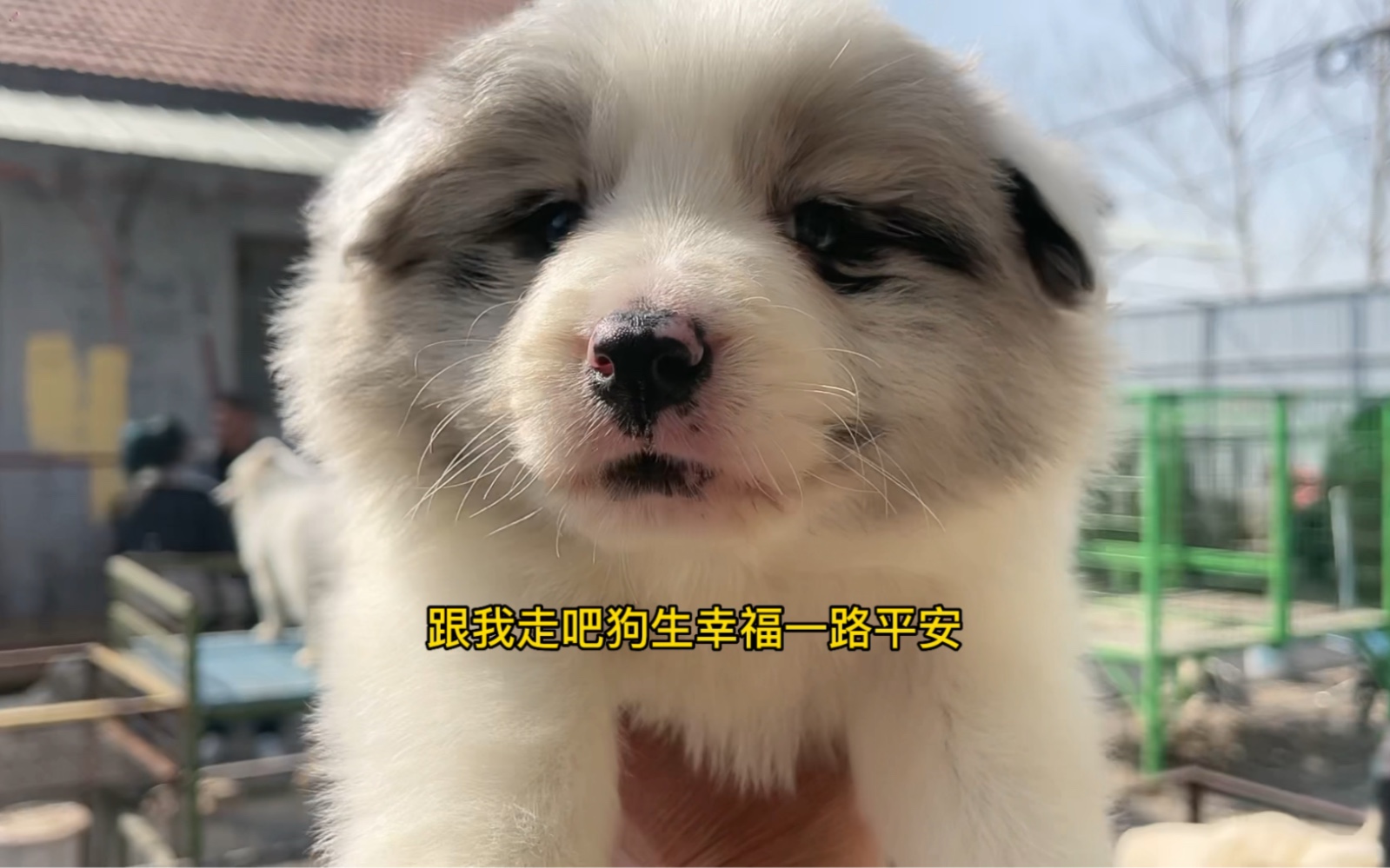 蓝陨石边境牧羊犬哔哩哔哩bilibili