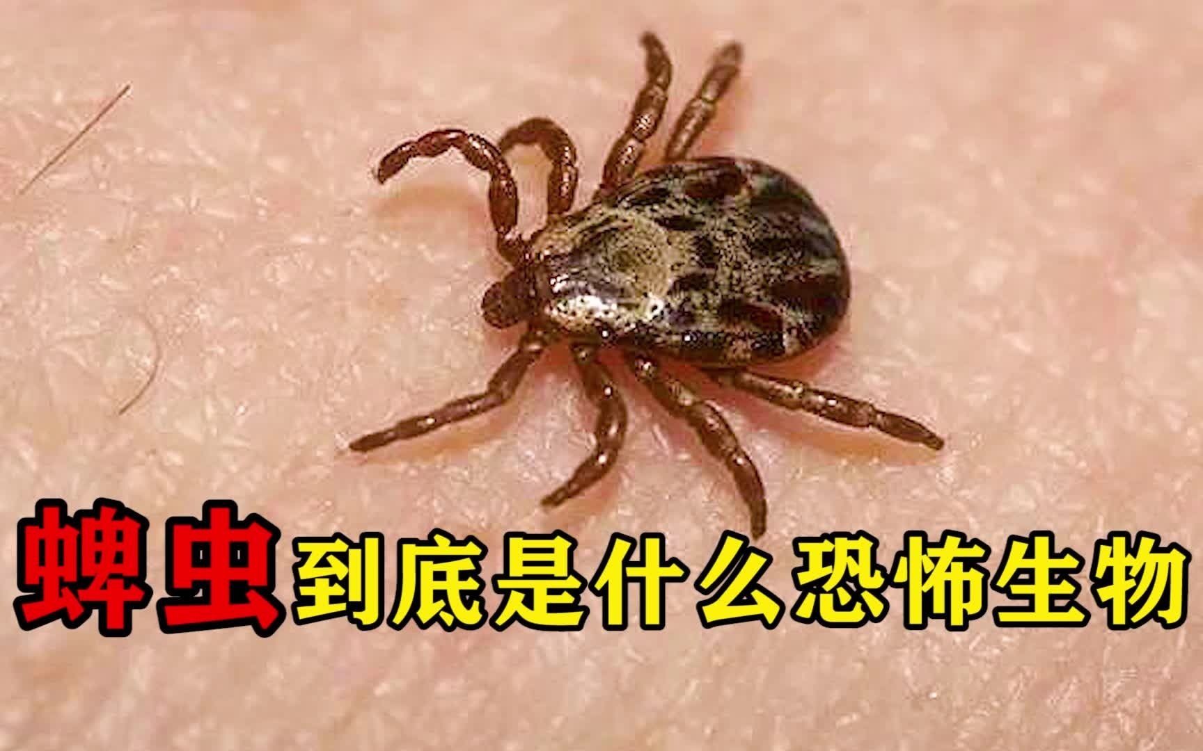 蜱虫到底是什么恐怖生物哔哩哔哩bilibili