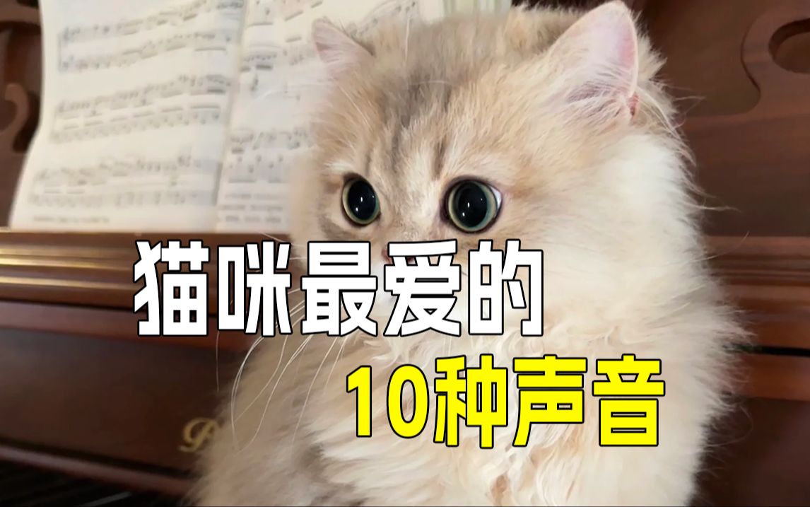 猫咪神曲已经过时,这些声音猫咪超爱𐟒肋”哩哔哩bilibili