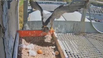 Скачать видео: 游隼妈带回猎物，叫醒3个棉花团子起床干饭，三隼一蛋