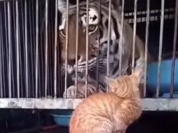 Скачать видео: 对老虎哈气🐯