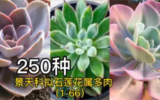 景天科拟石莲花属多肉植物 搜索结果 哔哩哔哩 Bilibili 景天科拟石莲花属多肉植物 搜索结果 哔哩哔哩 Bilibili