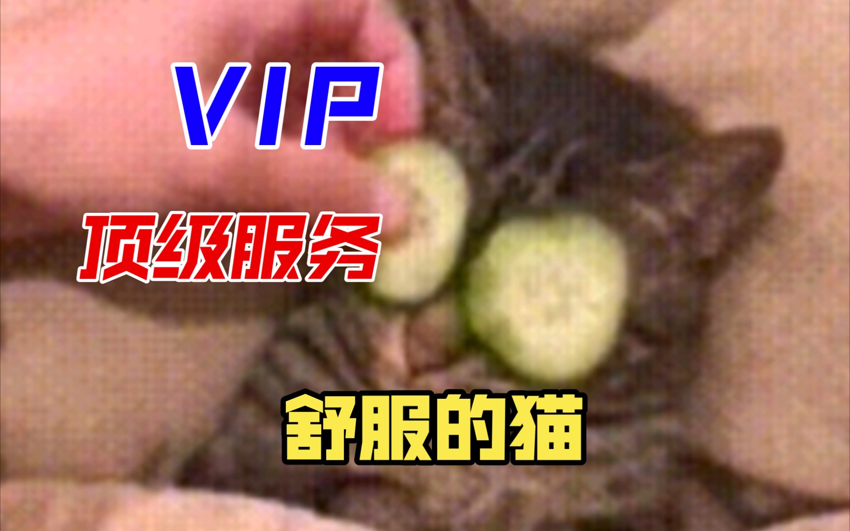 猫咪的一次VIP服务哔哩哔哩bilibili