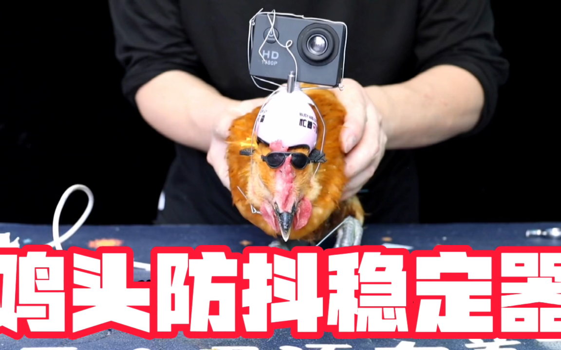 把摄像机戴在鸡的头上鸡头防抖稳定器就诞生了真的吗