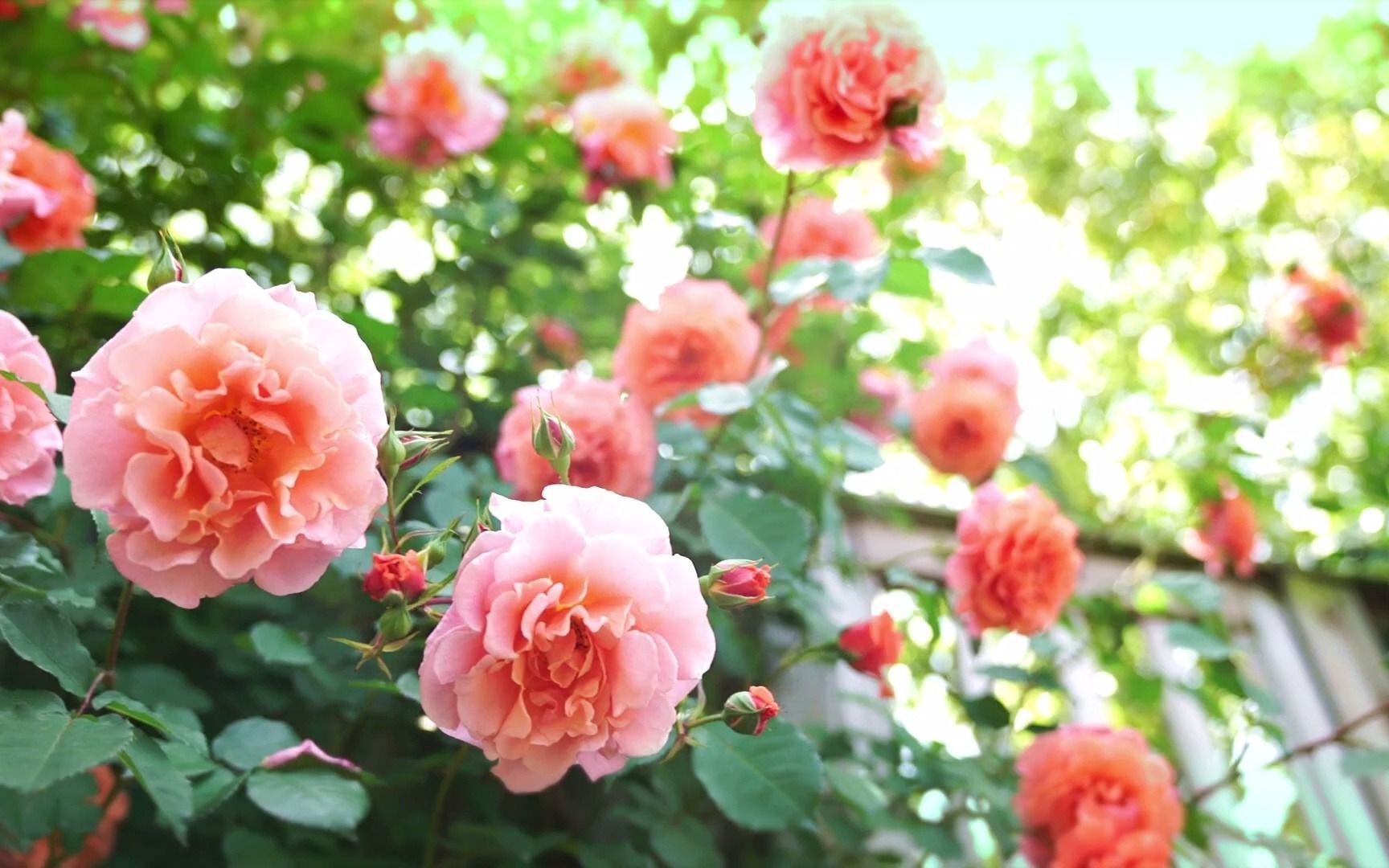 日本玫瑰园丨横浜英式花园,因疫情没有开放的2020年盛花期