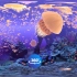 【360度VR全景视频】美轮美奂的海底世界