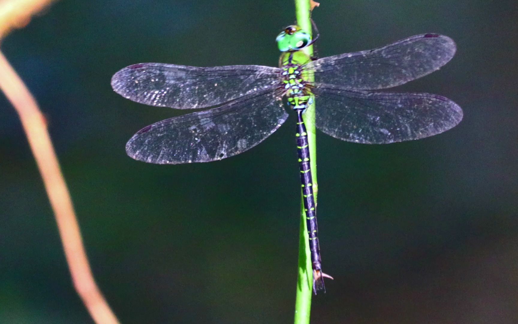 日本长尾蜓野外实拍