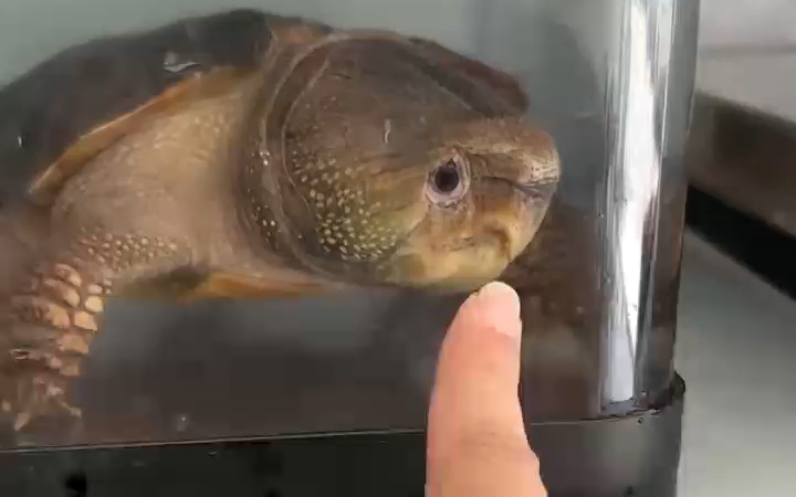 超级脂肪肝巨头鹰嘴龟大头龟平胸龟