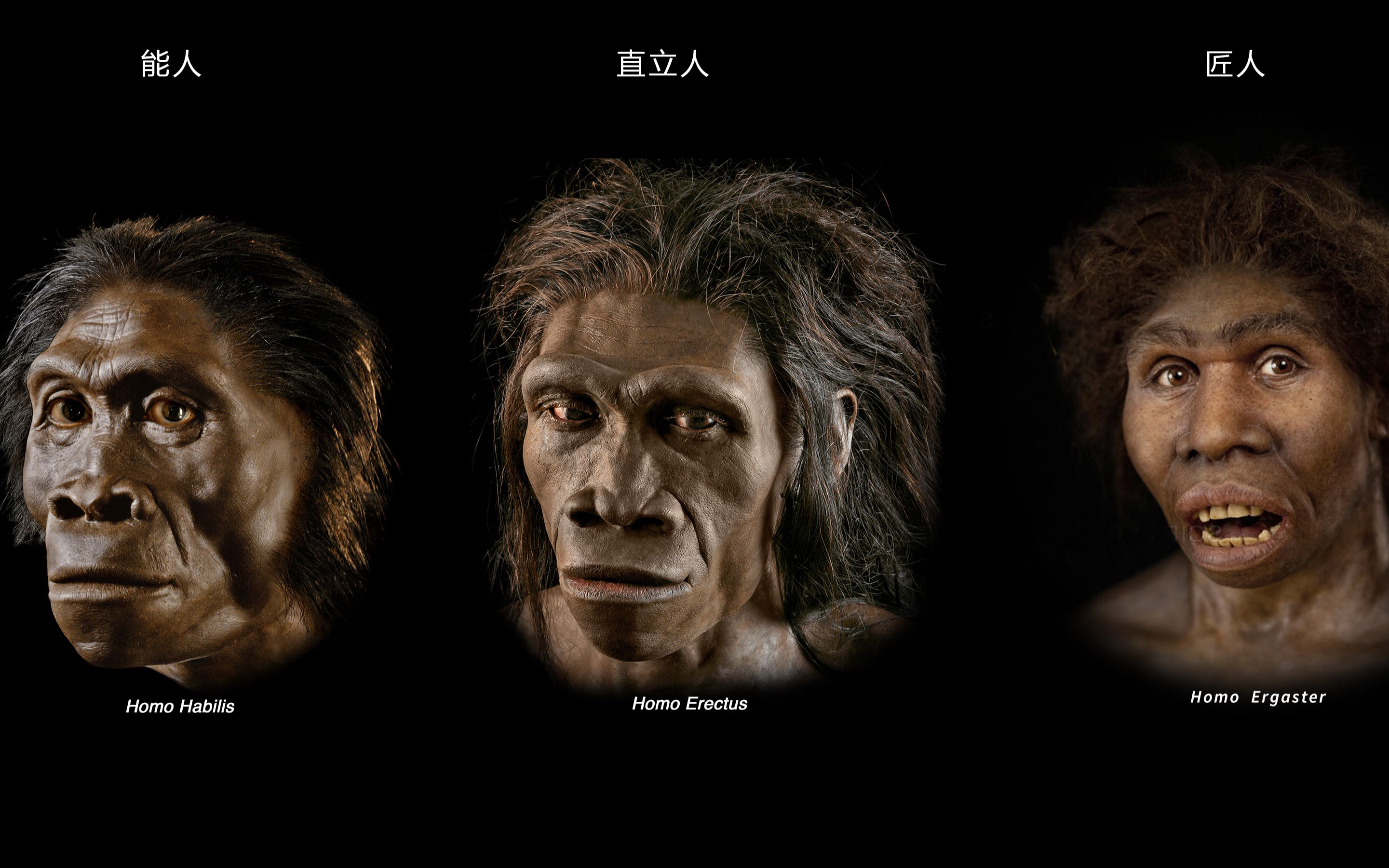 【演讲 公开课】第六集 初以为人 能人 匠人 直立人 《老何刷三观 细