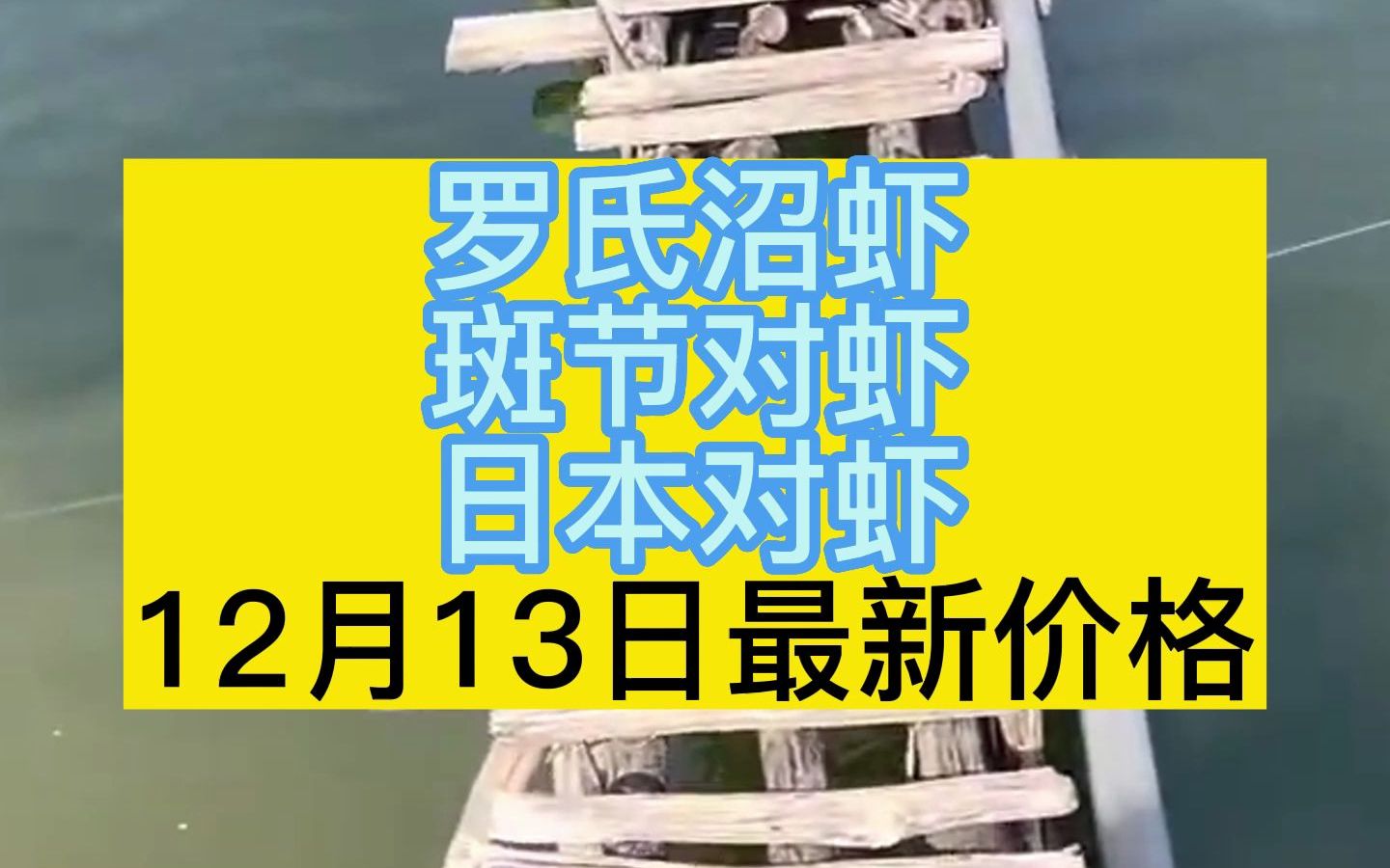 大虾稀少,消费端需求增加,虾价还会继续上涨!12月13日最新虾价哔哩哔哩bilibili