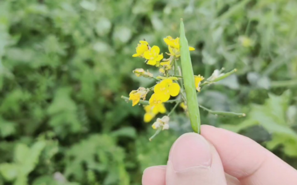 油菜花结果子了