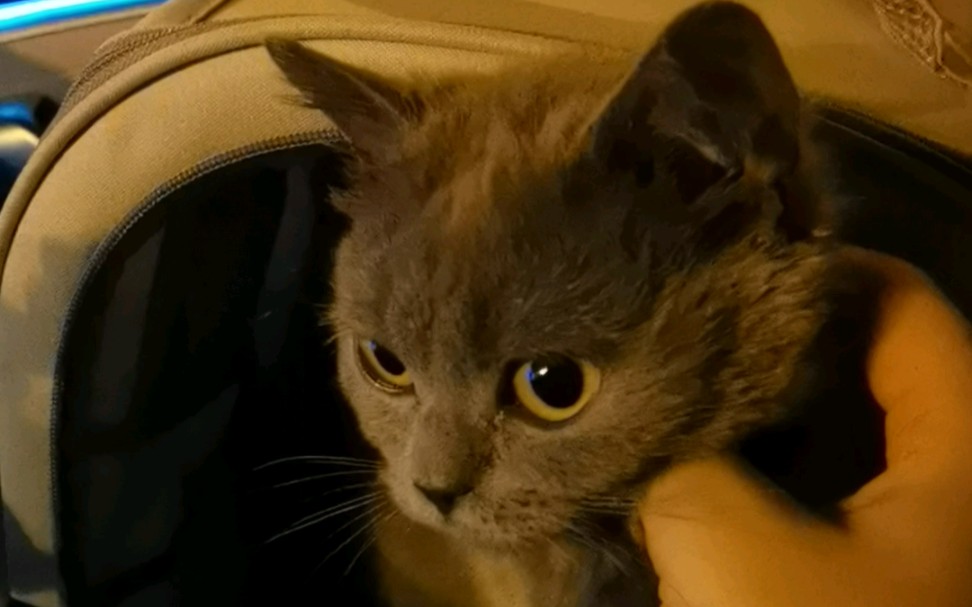 在猫包里也很乖