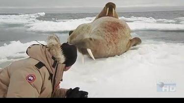 Arctic Exposure (DVD, 2008) Nigel Marven Animal Planet