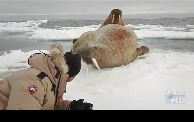 记录片《北极爆光》arctic.exposure.with.nigel.marven.EP1.new