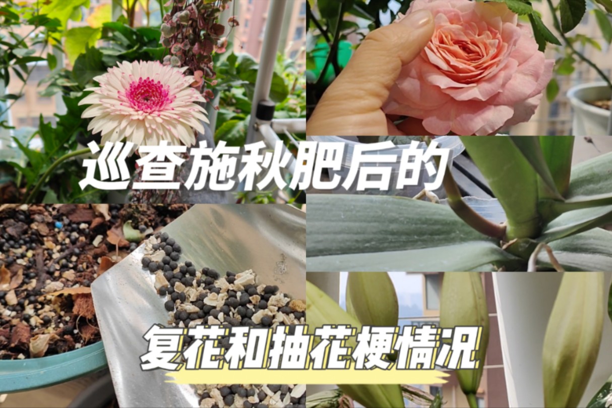 巡查盆栽植物施秋肥后复花和抽花梗情况哔哩哔哩bilibili