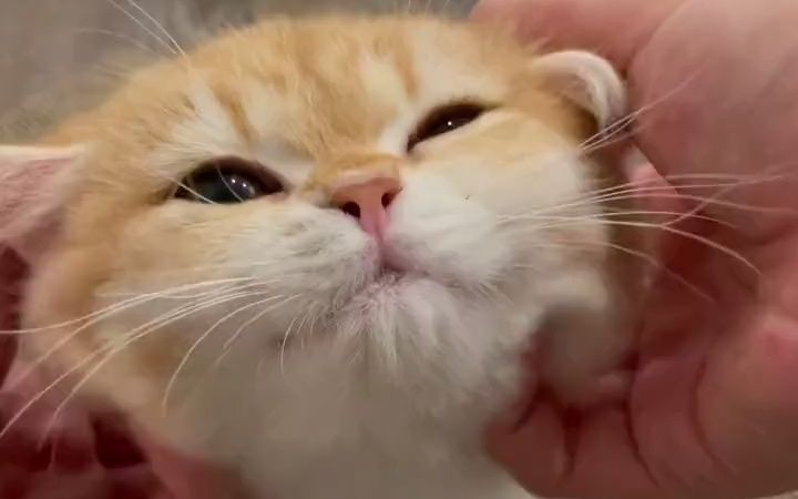 搓猫头_哔哩哔哩_bilibili